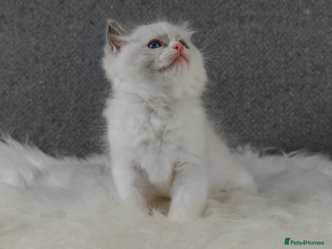 Ragdoll cats for sale: Best Ragdoll Kittens Regional Winner - Image 2