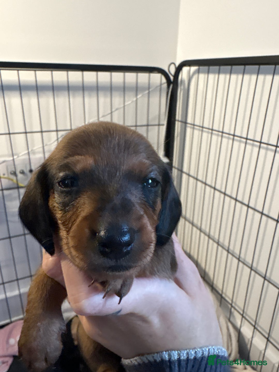 Dachshund dogs for sale: Beautiful dachshunds ready to leave now - Advert 21