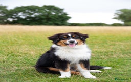 Australian Shepherd dogs for sale: Black Tri Aussie Boy in Abingdon - Image 6