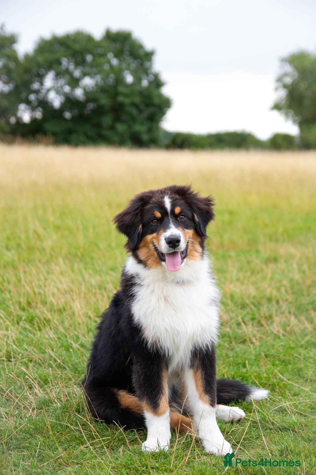 Australian Shepherd dogs for sale: Black Tri Aussie Boy in Abingdon - Image 6