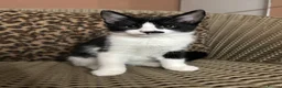 Mixed Breed cats for sale: Gorgeous Fluffy Kittens. Beautiful Little Souls🤍 - Advert 14