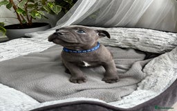 Staffordshire Bull Terrier dogs for sale: 🔷 Pharaon Champion Line Pups 🔷 in Wolverhampton - Image 17