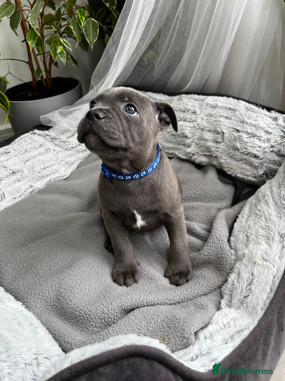 Staffordshire Bull Terrier dogs for sale: 🔷 Pharaon Champion Line Pups 🔷 in Wolverhampton - Image 17