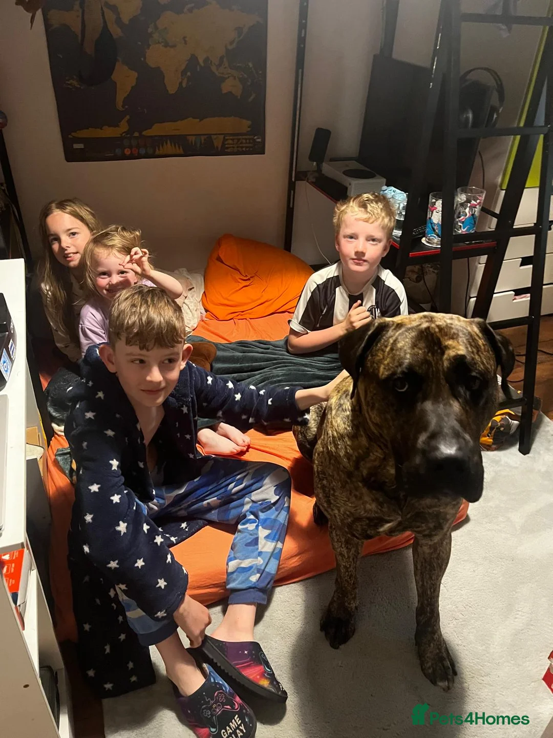 Presa Canario dogs for sale: Presa Canario male 4 yrs old - Advert 7