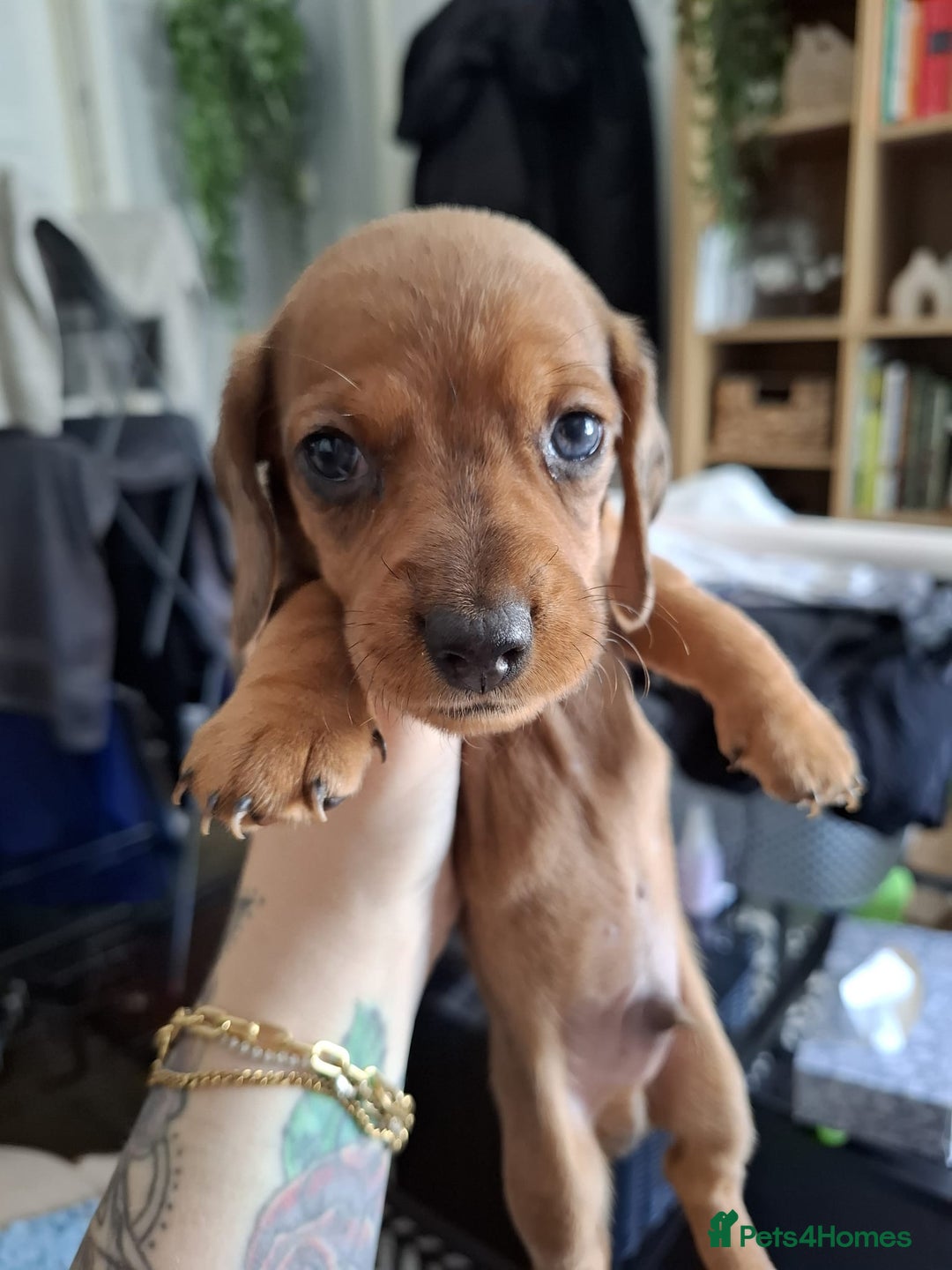 Miniature Dachshund dogs for sale: Miniature dachshund puppies  - Image 8