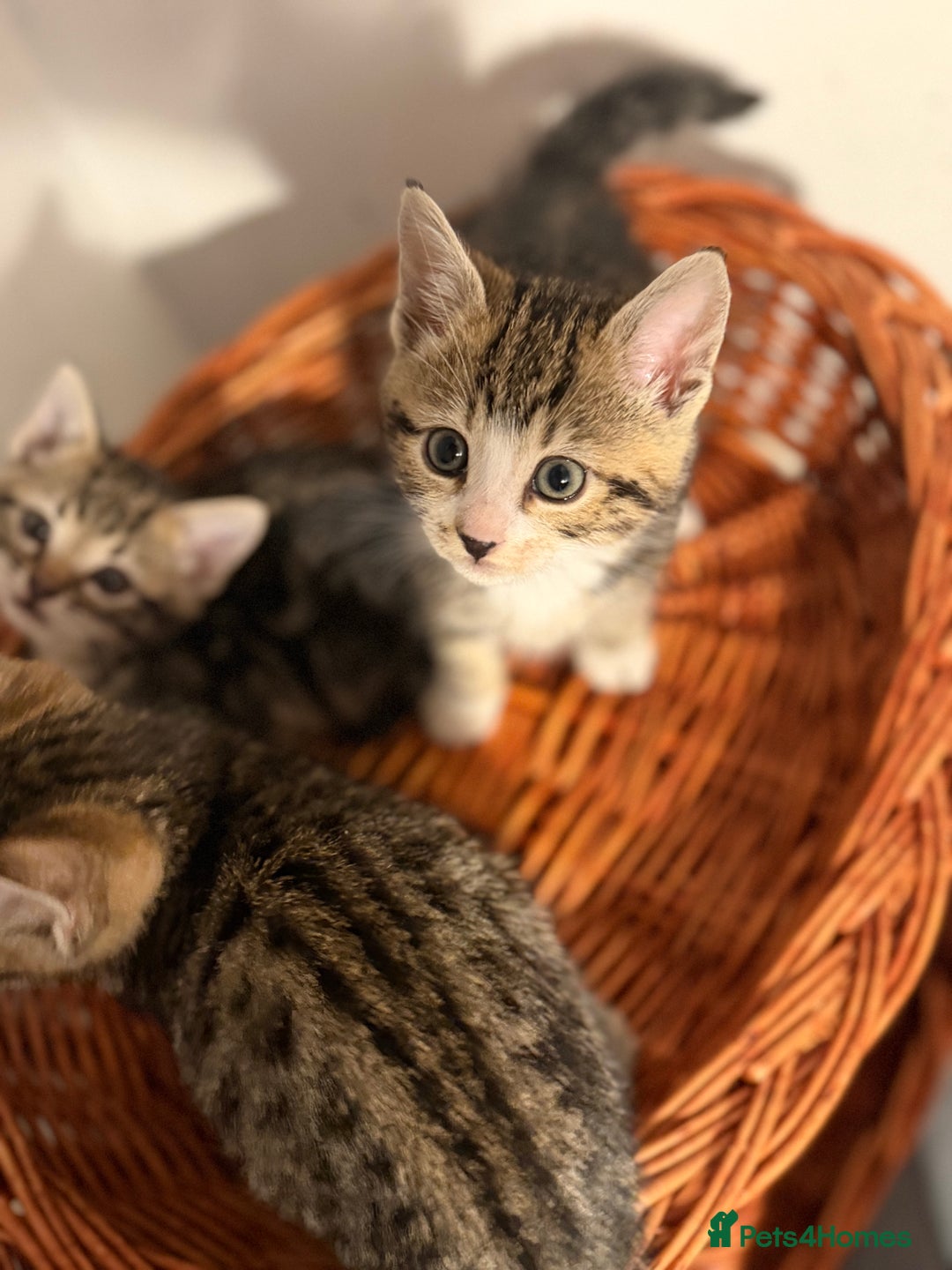 Bengal cats for sale: Adorable kittens for loving homes - Advert 7