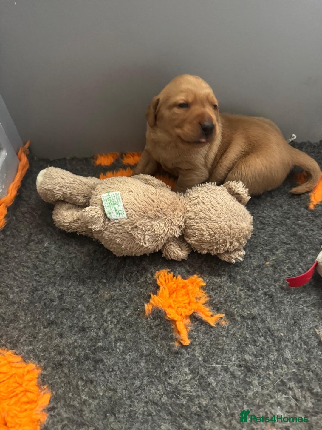 Labrador Retriever dogs for sale: Red Labrador puppies  - Image 1