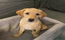 Labrador Retriever dogs for sale: KC Registered Yellow Labrador Puppy – Ready Now! - Image 1