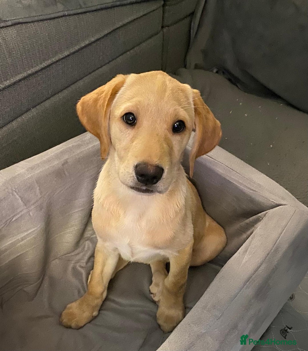 Labrador Retriever dogs for sale: KC Registered Yellow Labrador Puppy – Ready Now! - Image 1