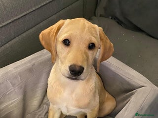 Labrador Retriever dogs - Advert 3