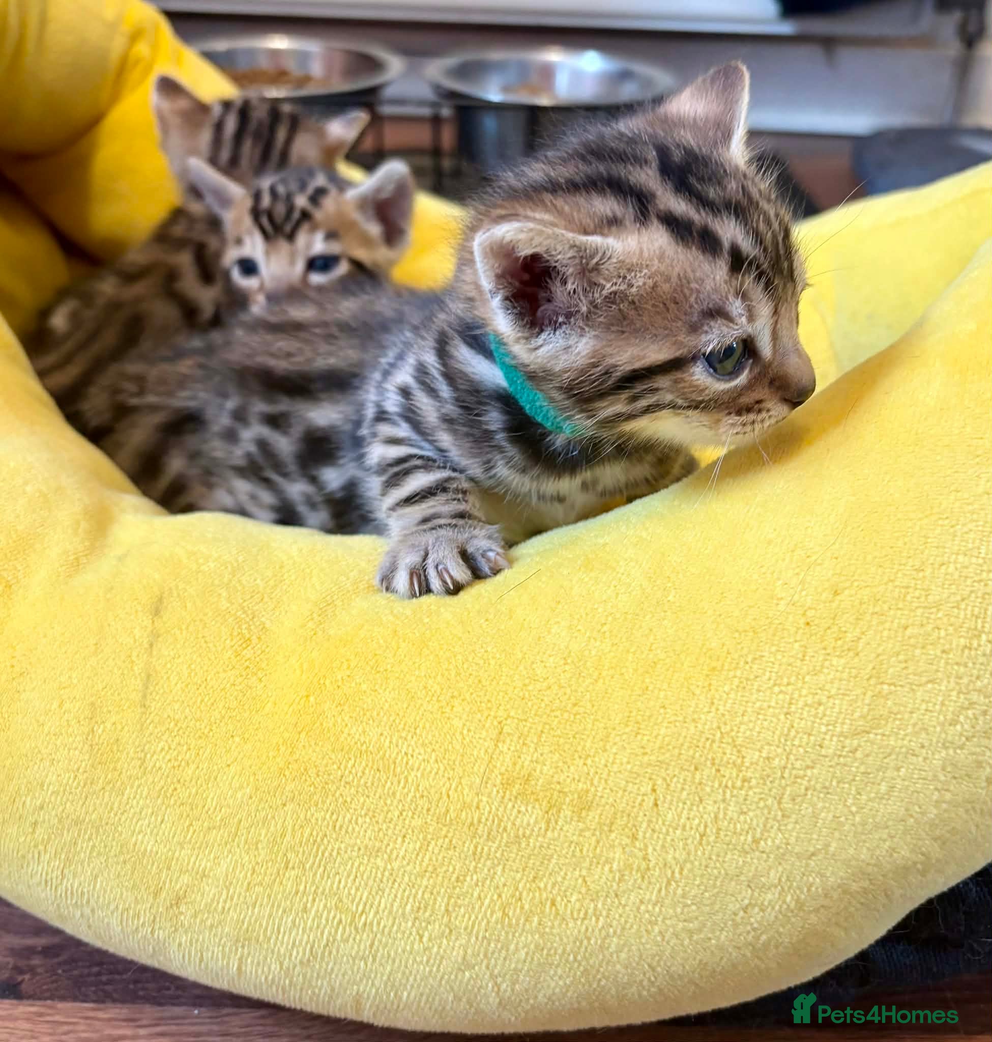 Bengal cats Beautiful Bengal Kittens for sale - Advert 2