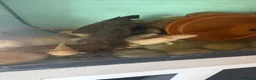 Catfish fish for sale: Axolotl in Sheerness - Advert 4