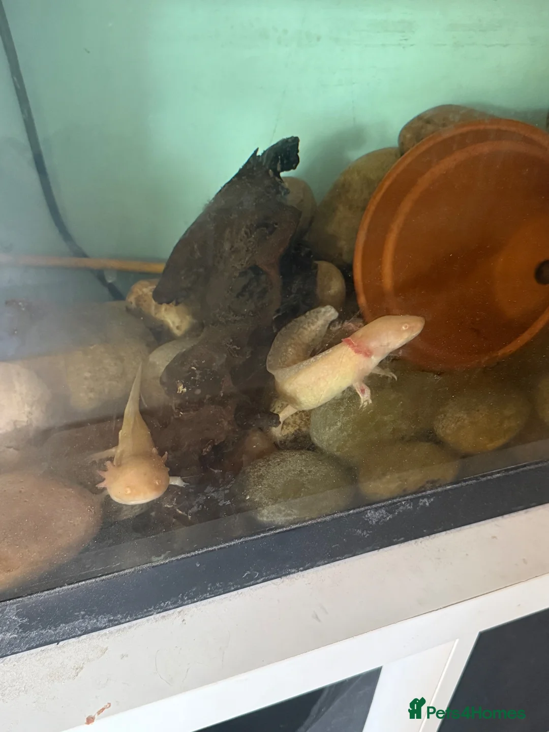 Catfish fish for sale: Axolotl in Sheerness - Advert 4