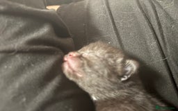 Domestic Shorthair cats for sale: 2 Female Kittens  - Image 13