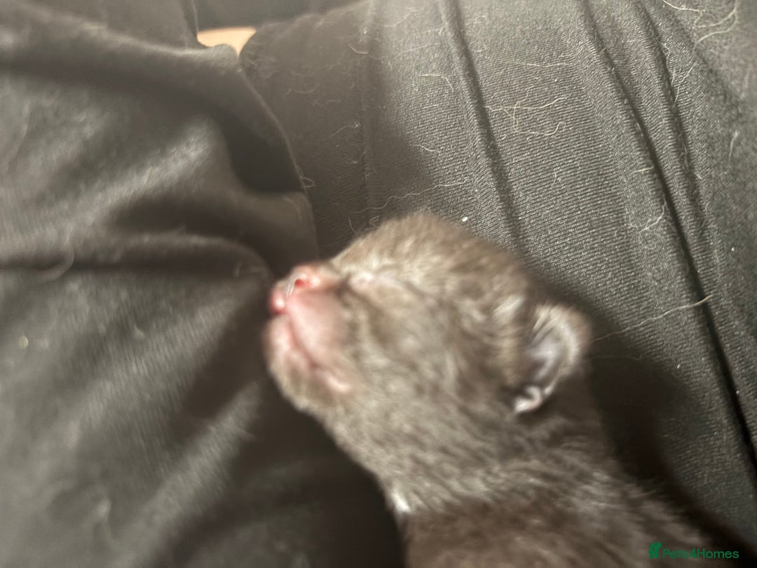 Domestic Shorthair cats for sale: 2 Female Kittens  - Image 13