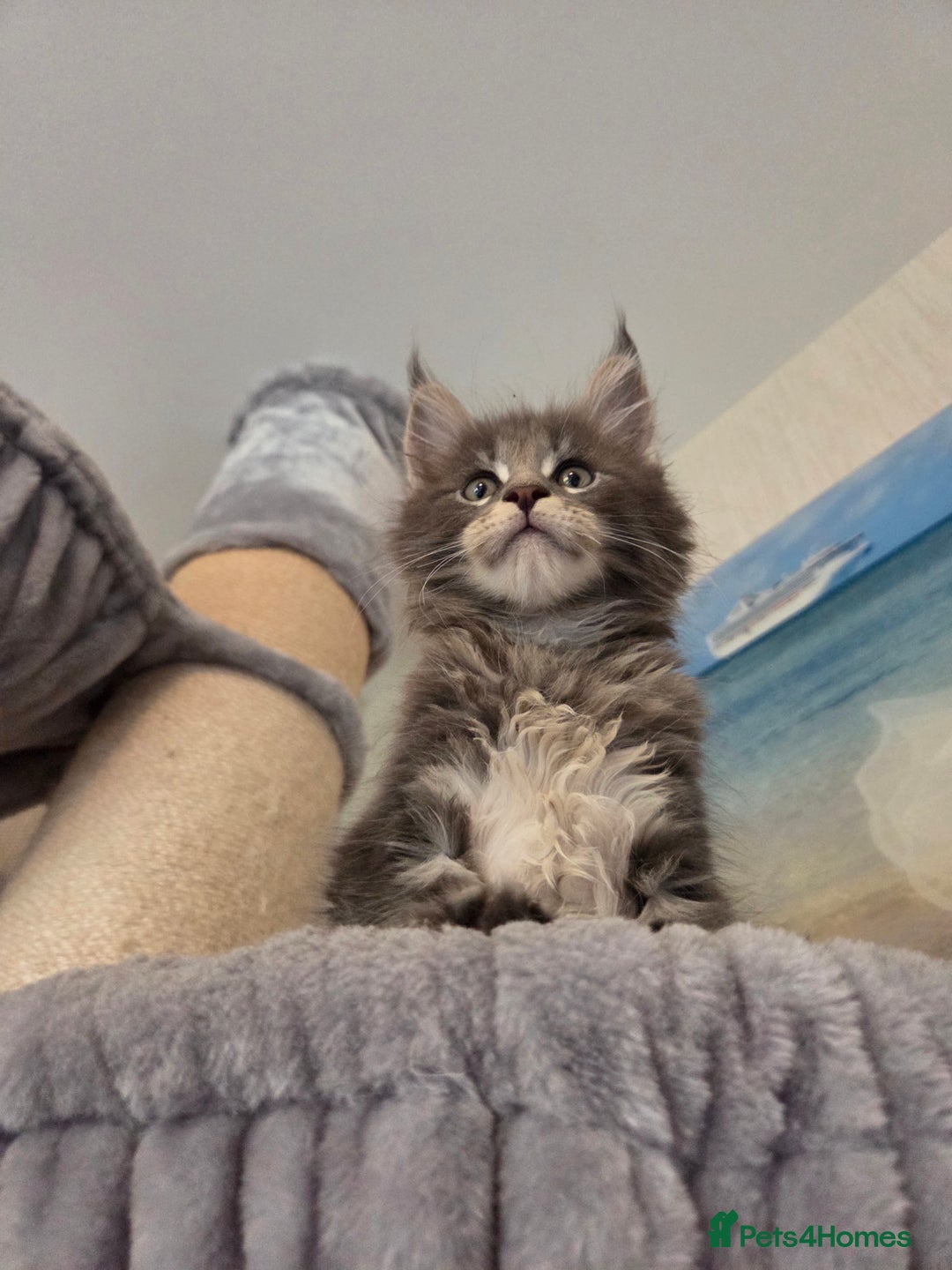 Maine Coon cats for sale: TICA REGISTERED MAINE COON KITTENS - Image 20