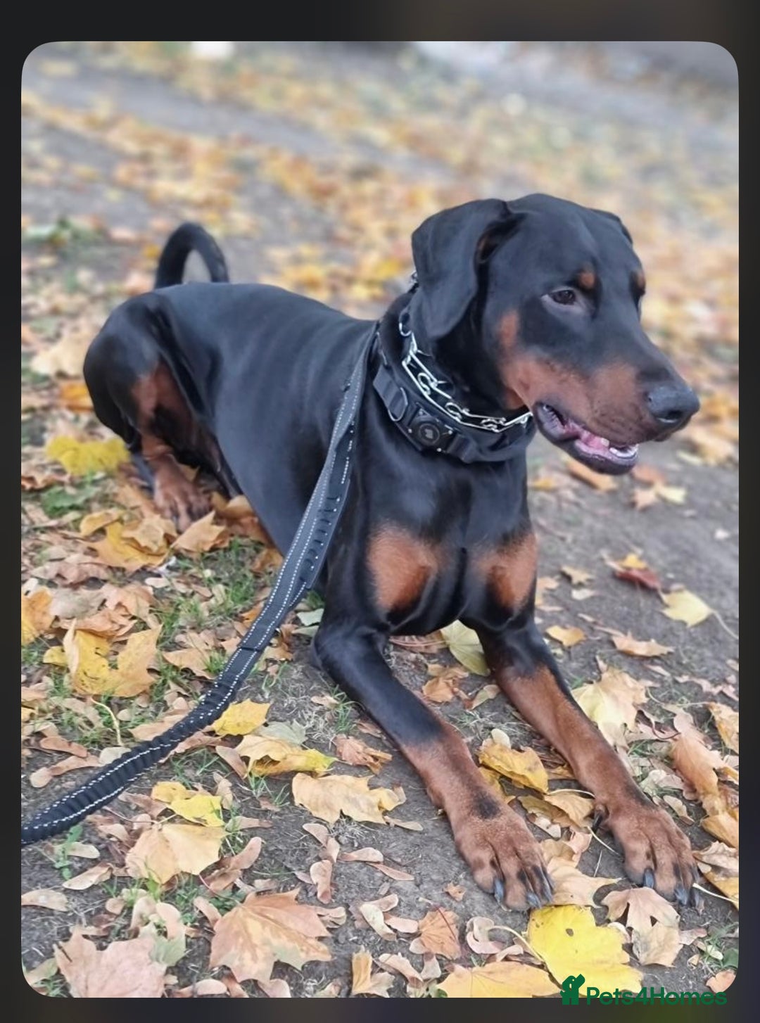 Dobermann dogs for sale: Gorgeous Male Doberman, Kamui - Advert 3