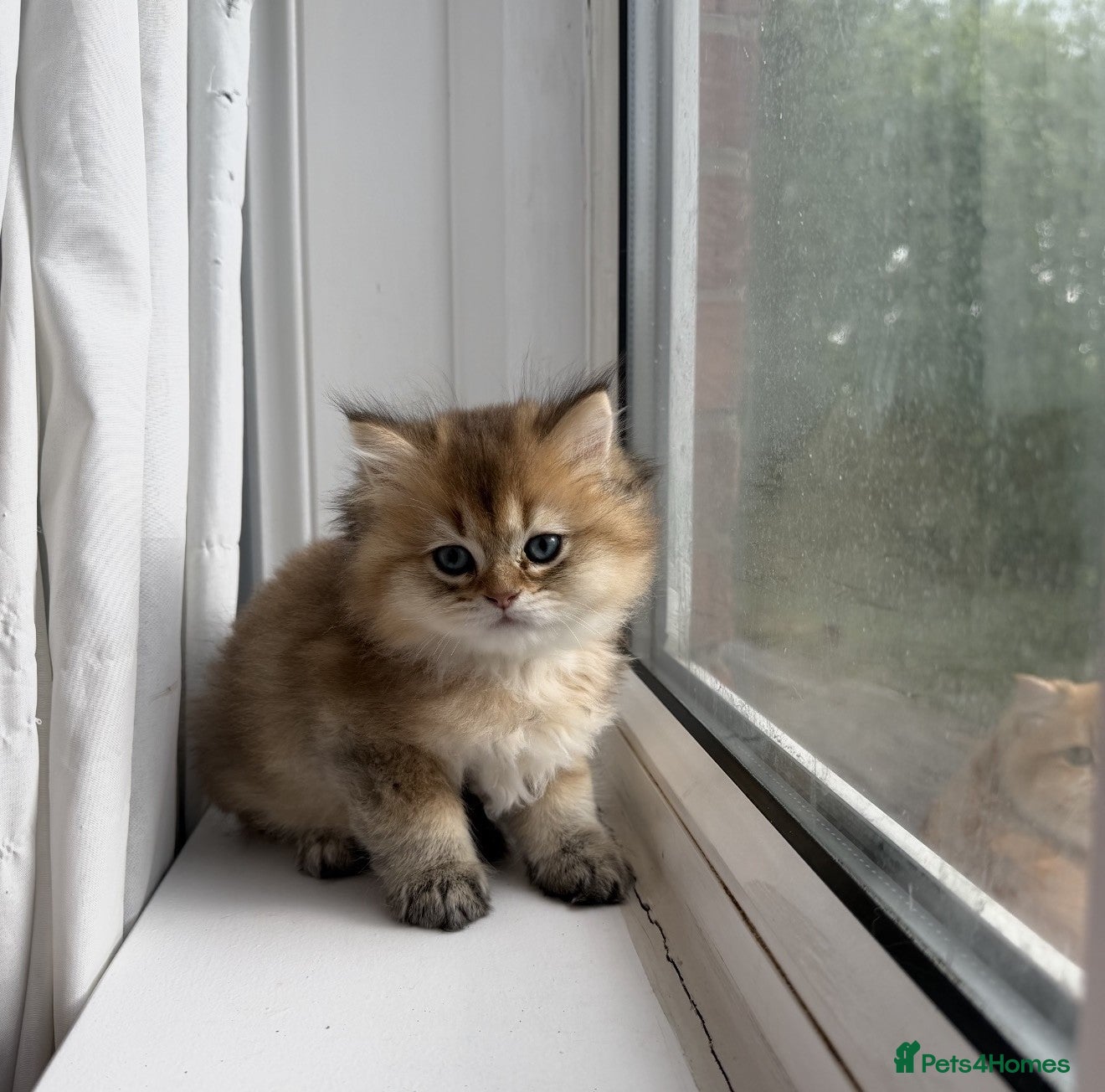 British Shorthair cats for sale: Stunning British shorthair & Longhair kittens - Advert 16