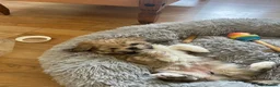 Mixed Breed dogs for sale: Puppy for sale  in Montrose - Advert 2