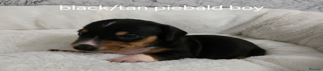 Miniature Dachshund Puppy 3