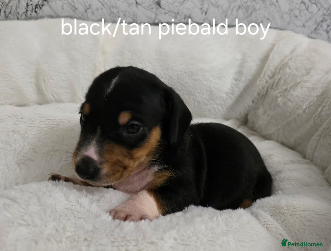 Miniature Dachshund dogs for sale: Beautiful Litter of Miniture Dachshunds  - Advert 5