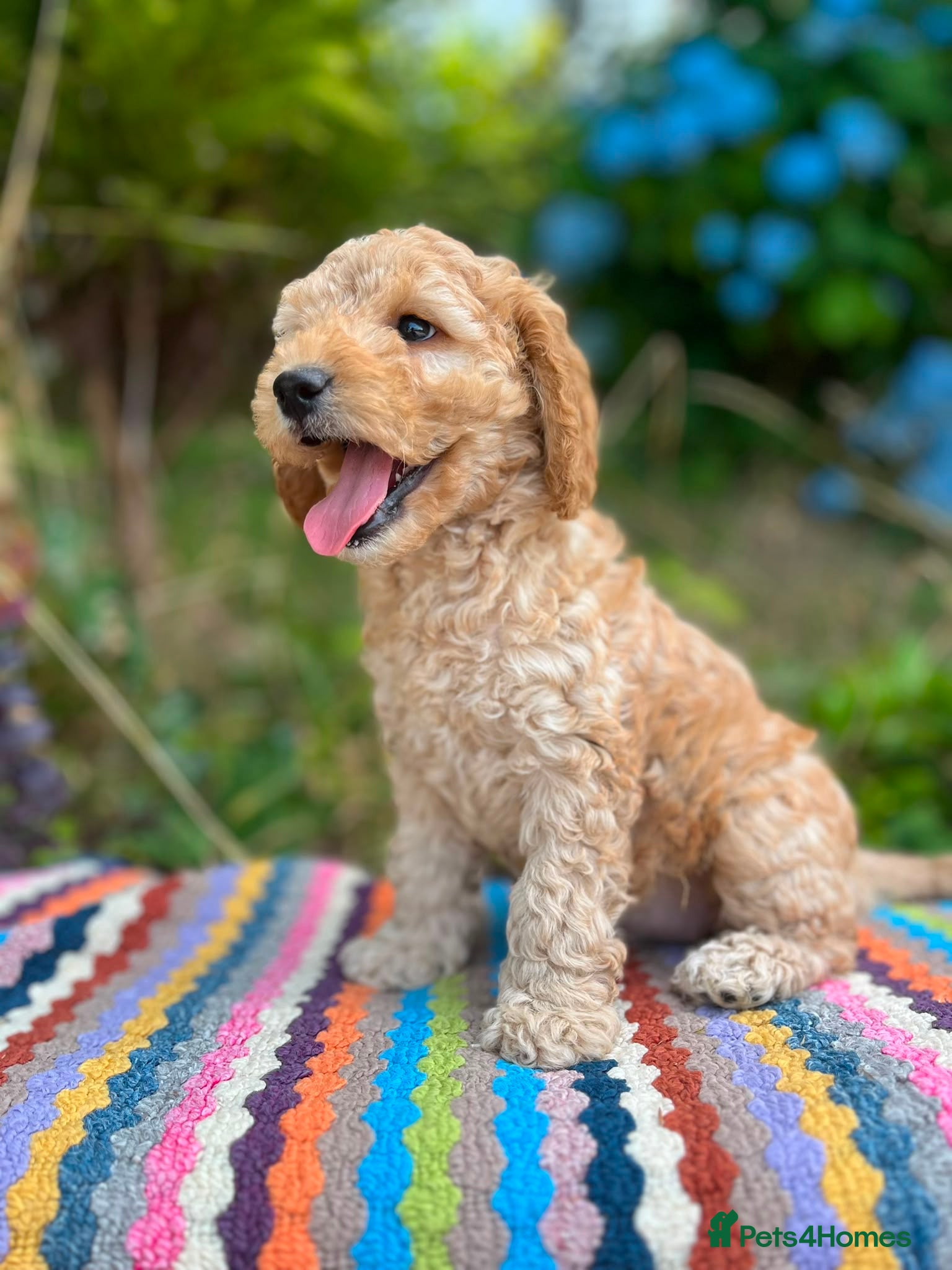 Cockapoo dogs F1b READY NOW. Health tested parents.  - Advert 18