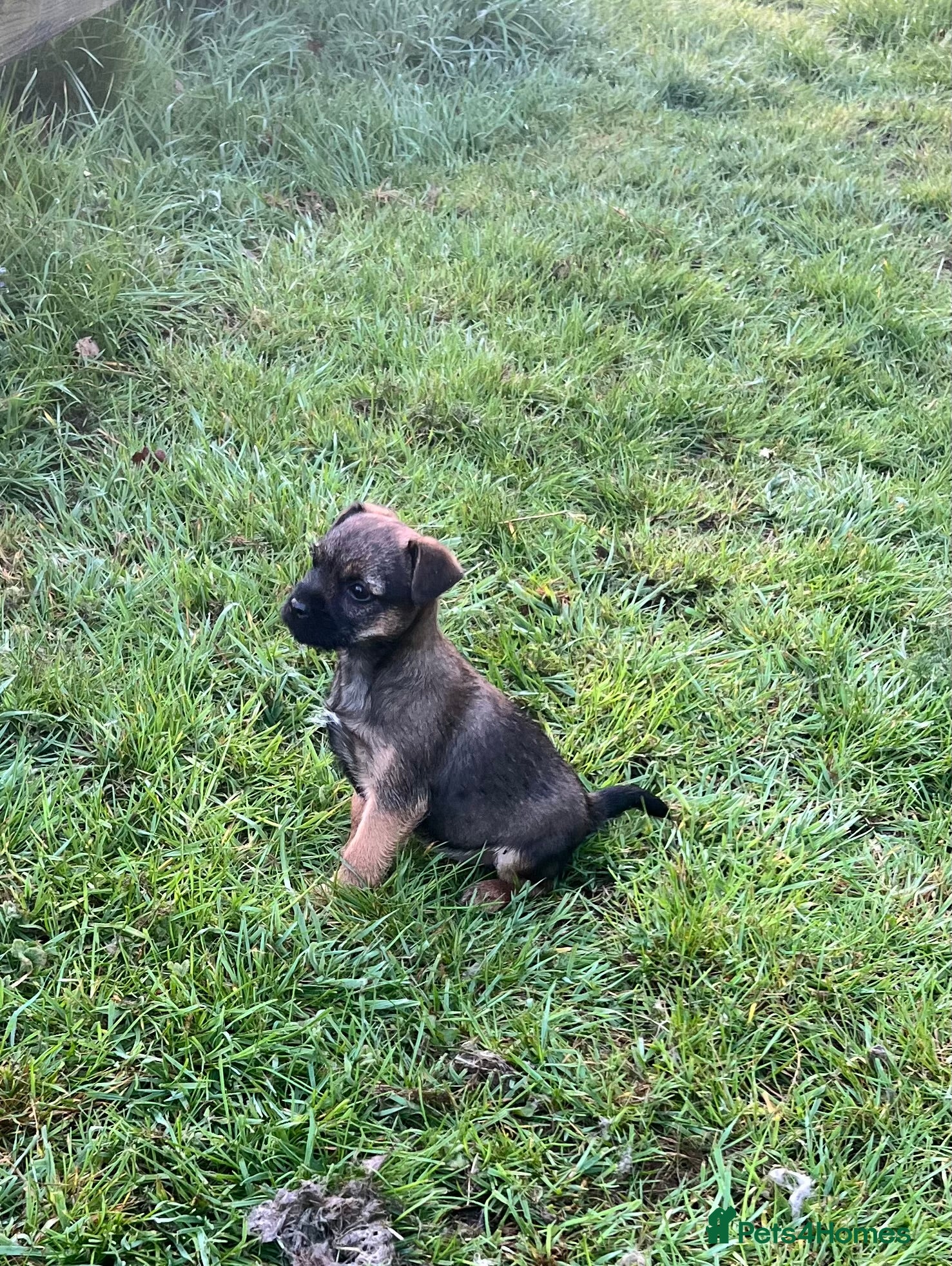 Border Terrier dogs Border Terrier Puppie ⭐️one bitch left ⭐️ - Advert 1