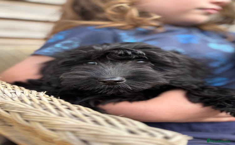 Cockapoo dogs - Advert 4