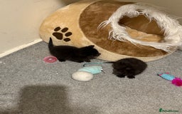 Bombay cats for sale: 2 male kittens for sale  - Image 3