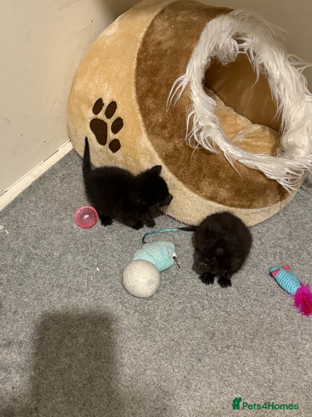 Bombay cats for sale: 2 male kittens for sale  - Image 3