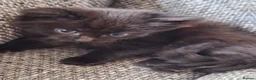 Mixed Breed cats for sale: Beautiful 😻 kittens ready for a new family  - Advert 15