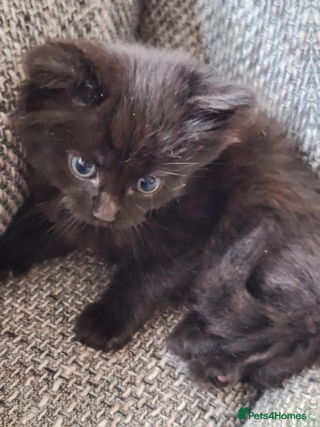 Mixed Breed cats for sale: Beautiful 😻 kittens ready for a new family  - Advert 15