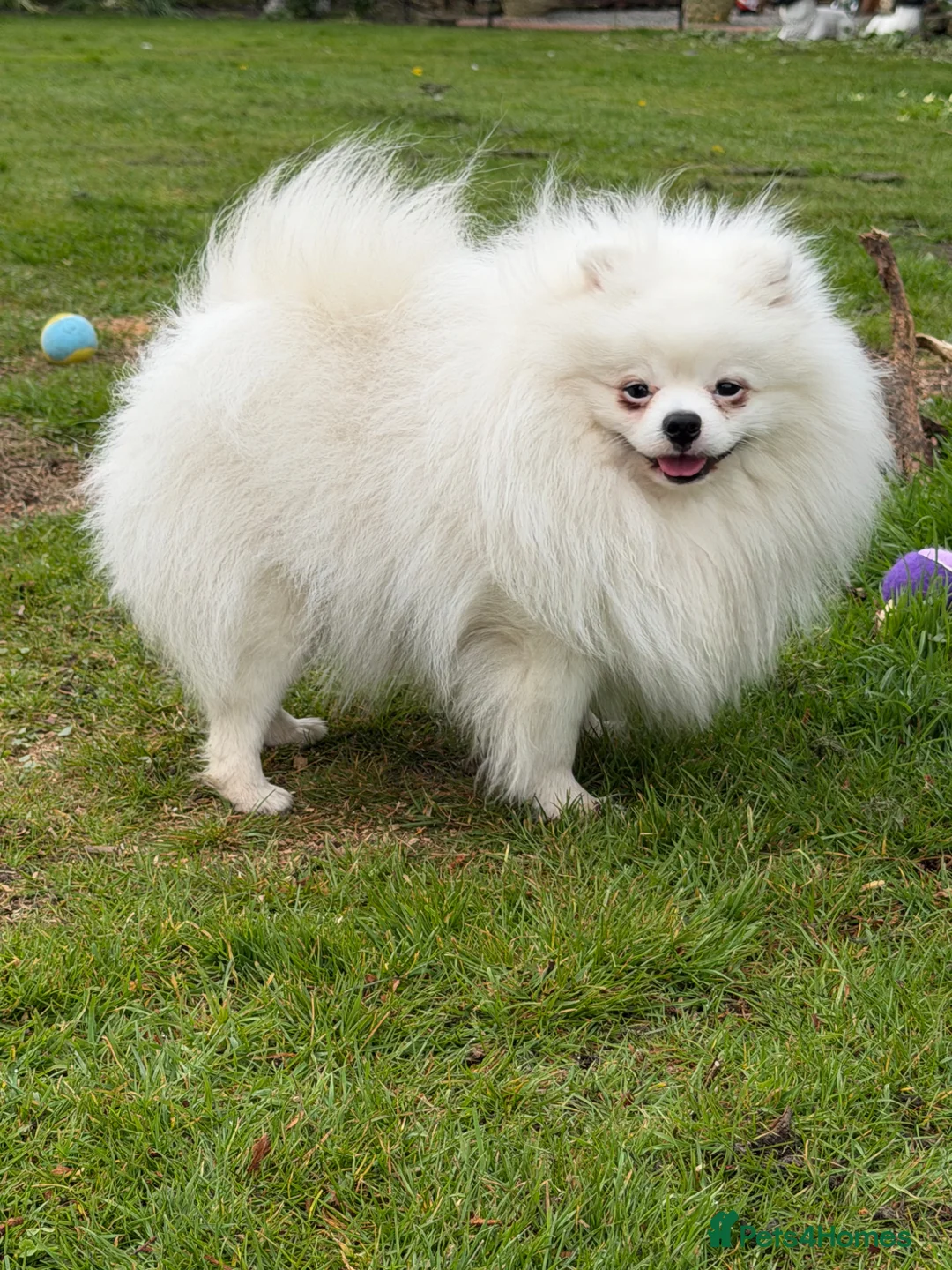 Pomeranian dogs for sale: Male Pomeranian  in Boston - Advert 1