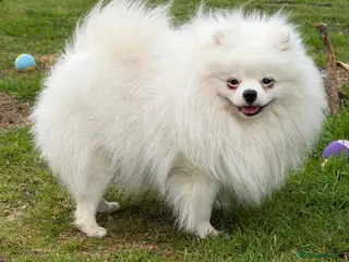 Pomeranian dogs Male Pomeranian - Advert 2