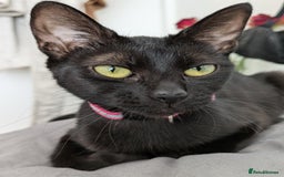 Bombay cats for sale: Mother and daughter black cats for a new home - Image 2