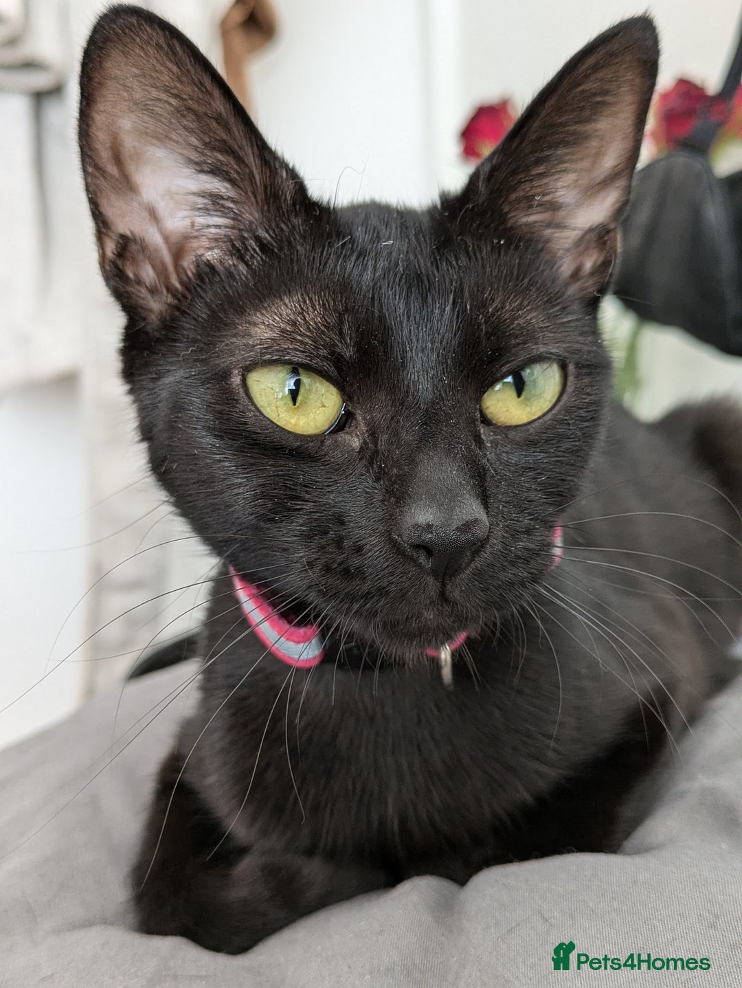 Bombay cats for sale: Mother and daughter black cats for a new home - Image 2