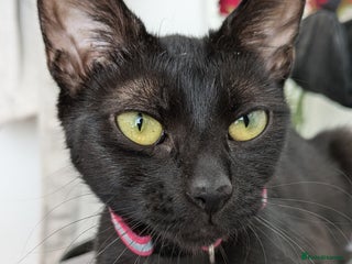 Bombay cats - Advert 9