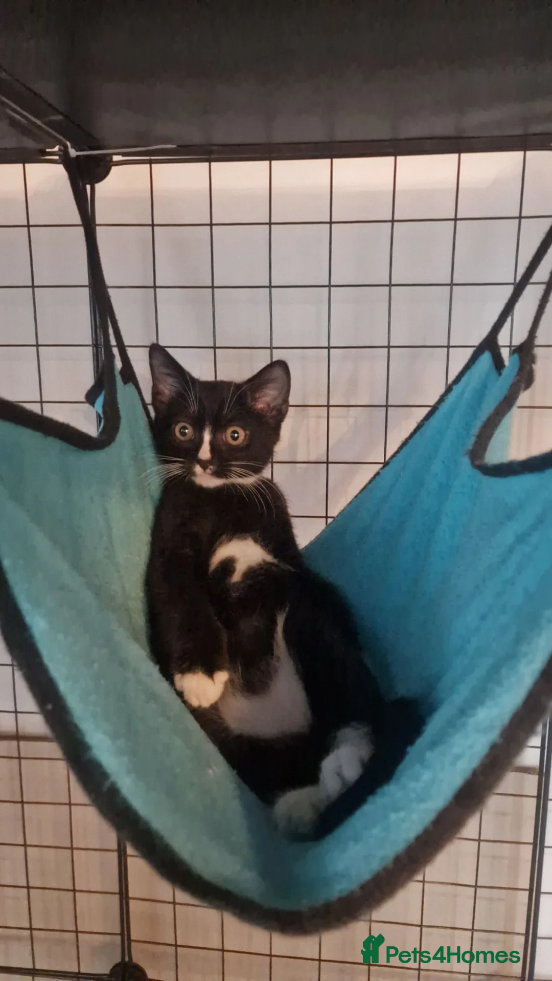 British Shorthair cats for sale: One Black Tuxedo Male  - Advert 2