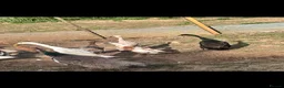 Ducks poultry for sale: Indian runner ducks ducklings females drakes  - Advert 7
