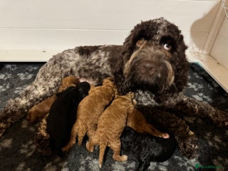 Cockapoo dogs Show Cockapoo F1b pups 5* Licensed breeder - Advert 6