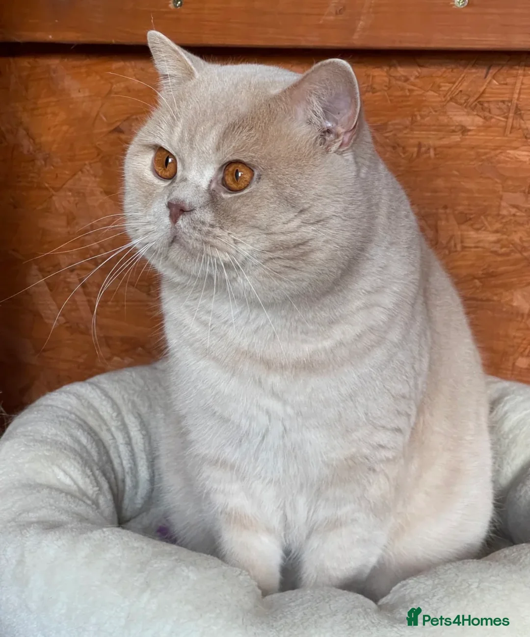 British Shorthair cats for sale: Stunning GCCF BSH - Tortie and Bi colour  - Advert 12