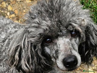Toy Poodle dogs Adult Girl Toy Poodle for Rehoming - Advert 3