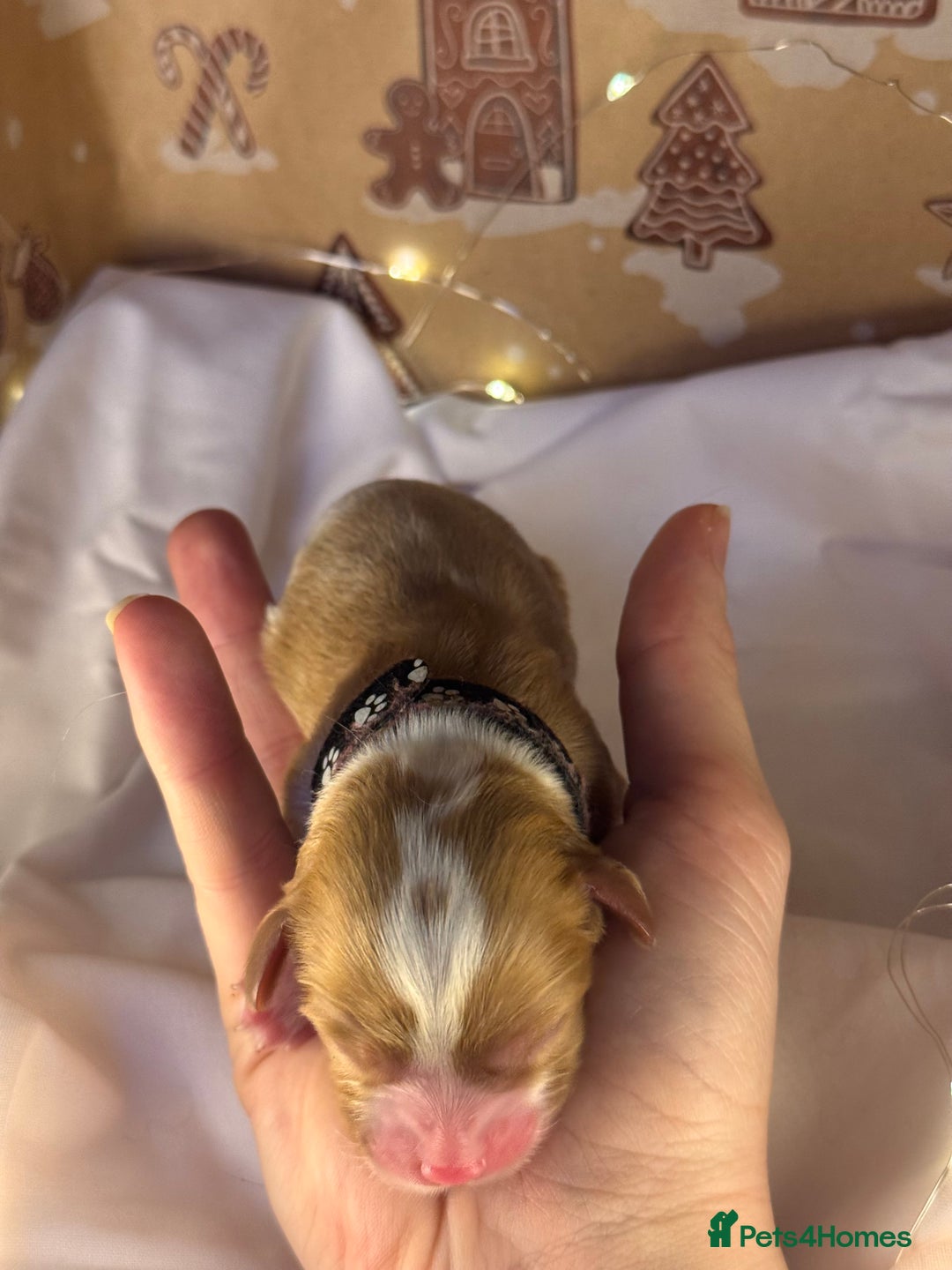 Cavalier King Charles Spaniel dogs for sale: Stunning pups DNA HEALTH TESTED PARENTS  - Advert 7