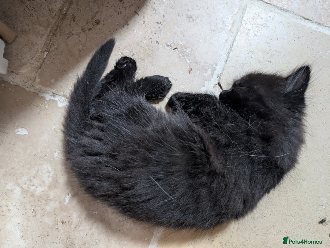 Ragdoll cats for sale: Tabby or black Ragdoll x kittens - Image 36