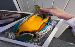 Macaws birds for sale: Female BNG MAcaw - Image 10