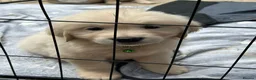 Golden Retriever dogs for sale: Beautiful litter of golden retrievers in Baldock - Advert 4
