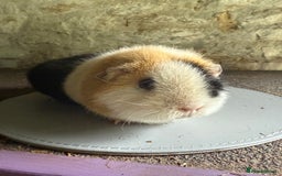 Guinea Pig rodents for sale: Two Sows looking for their new 🏡  - Image 6