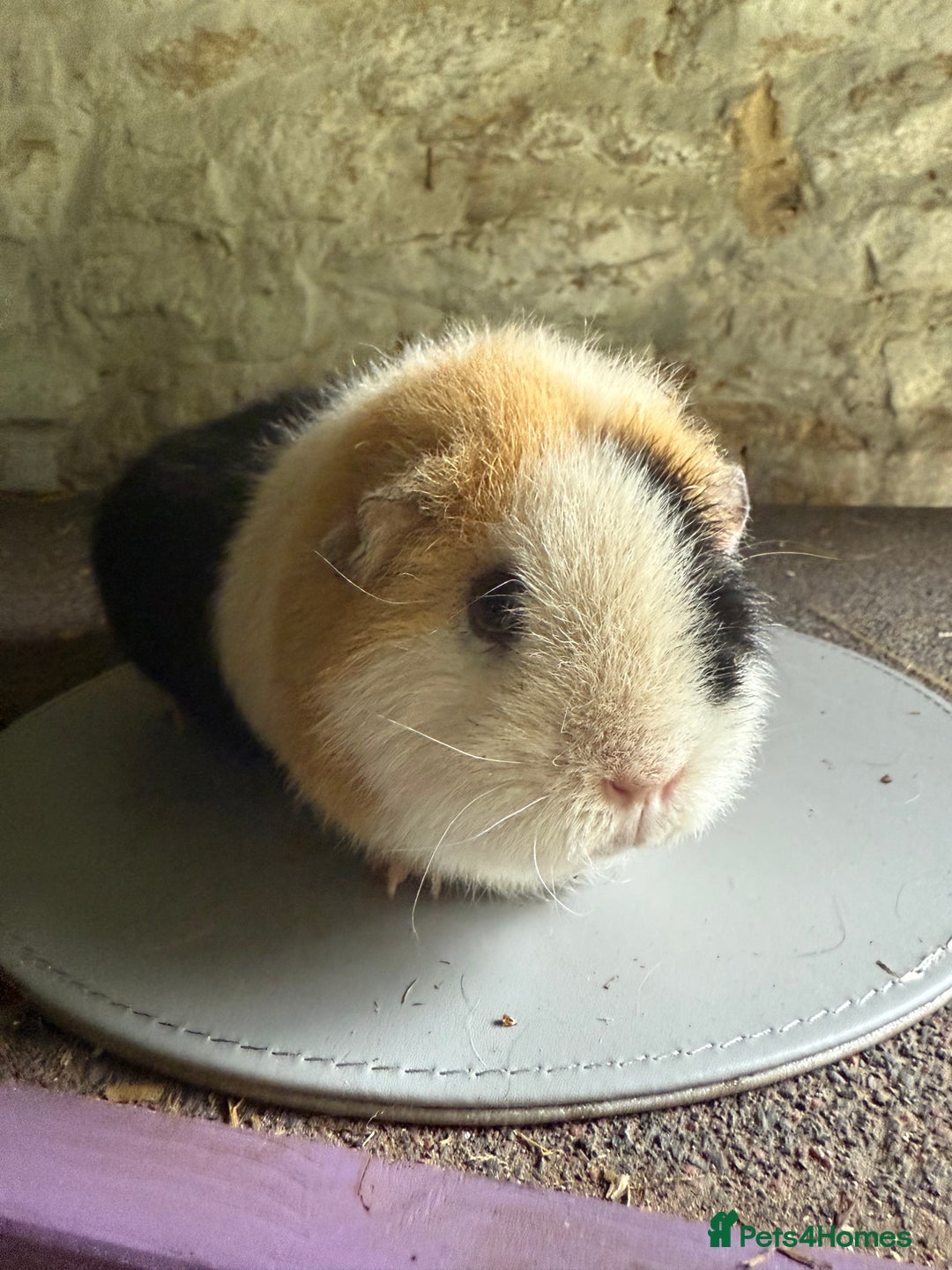 Guinea Pig rodents for sale: Two Sows looking for their new 🏡  - Image 6
