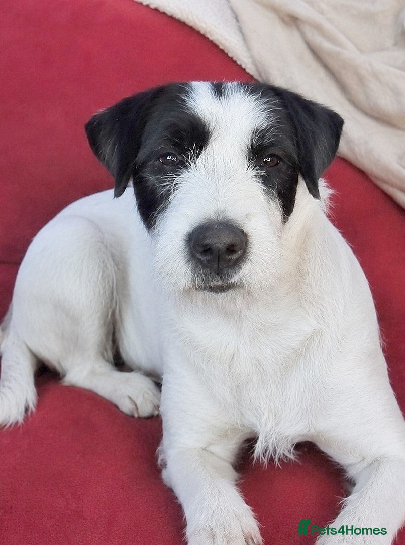 Mixed Breed dogs 🐾 Stella – Looking For Patience & Love 💛 - Advert 21