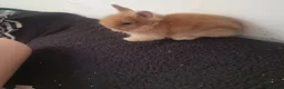 Lionhead rabbits for sale: Ready now 3 beautiful lionhead rabbits for sale - Advert 6